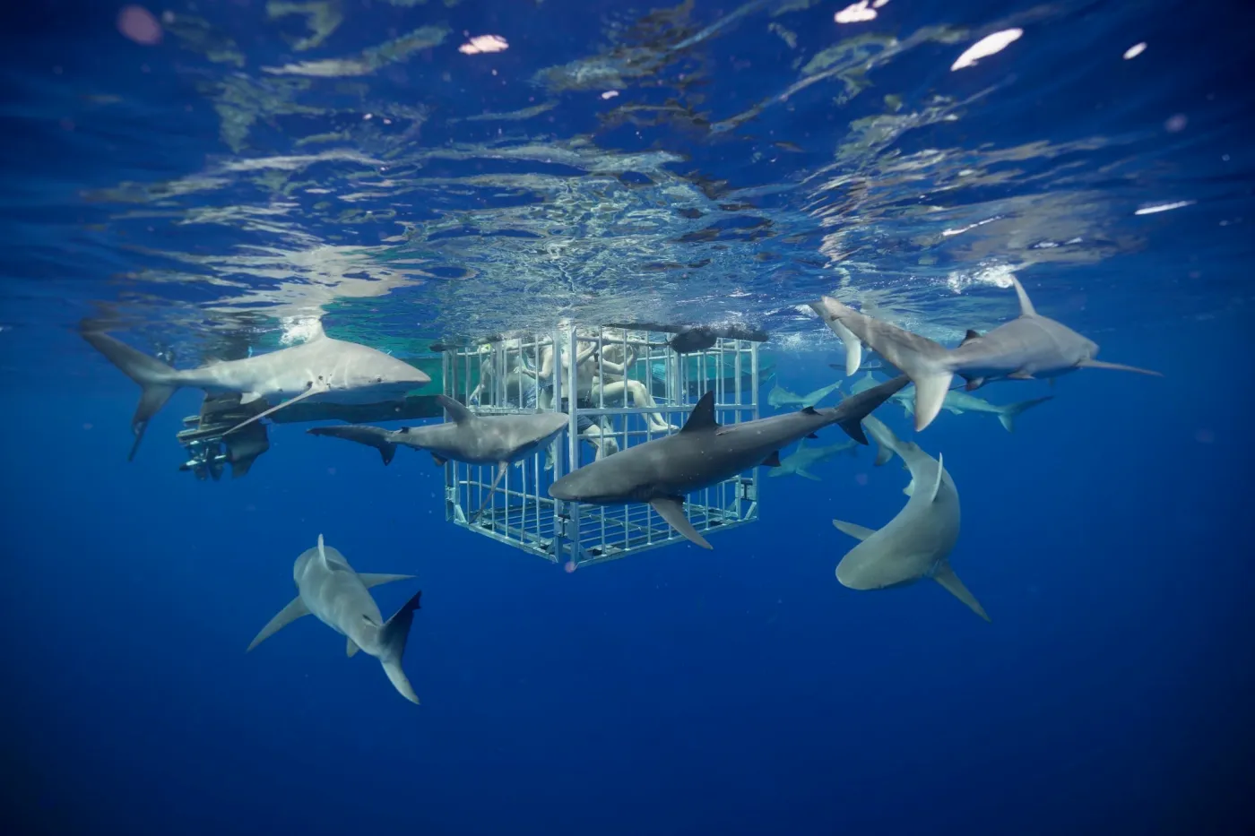 Ultimate Guide to Oahu North Shore Shark Cage Diving (Safety Tips & Booking Guide)